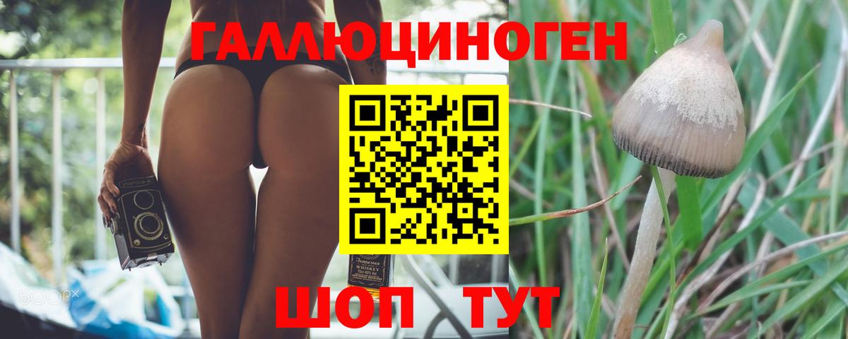 Галлюциногенные грибы Psilocybe Богородск